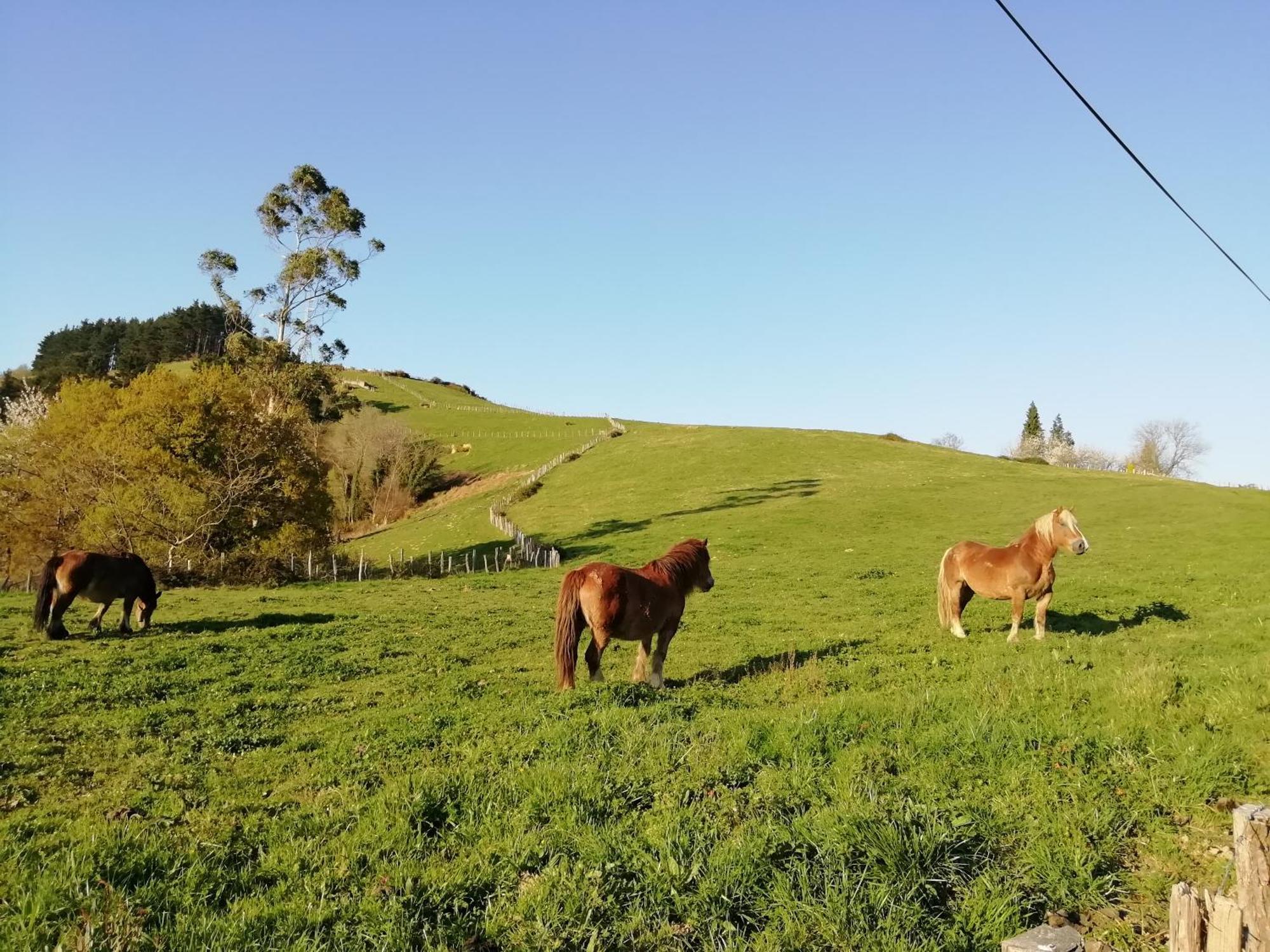 Agroturismo Pagoederraga Orio Dış mekan fotoğraf