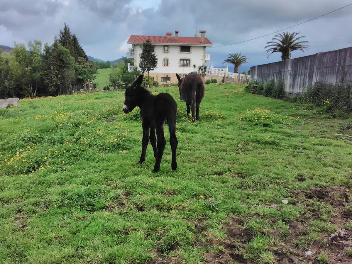 Agroturismo Pagoederraga Orio Dış mekan fotoğraf