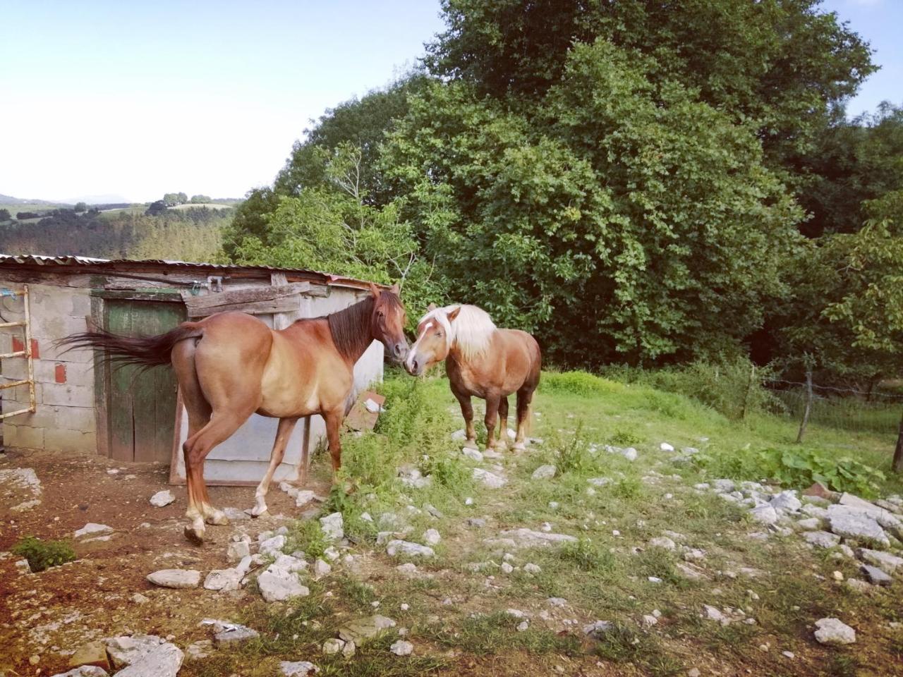 Agroturismo Pagoederraga Orio Dış mekan fotoğraf