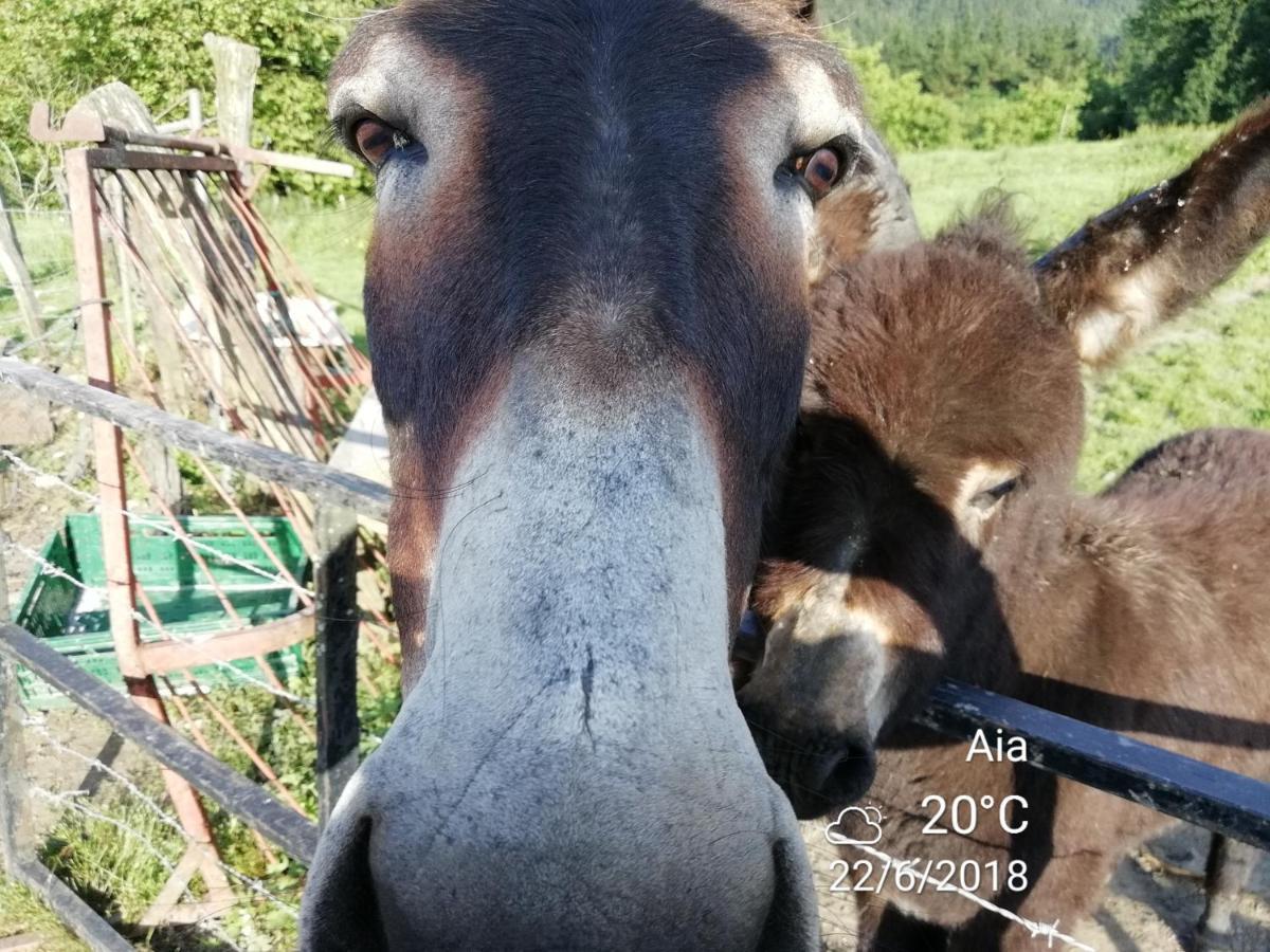 Agroturismo Pagoederraga Orio Dış mekan fotoğraf
